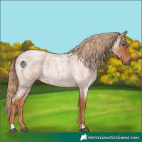 Horse Color:Red Roan 