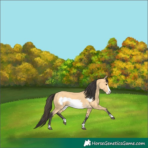 Horse Color:Buckskin Frame 