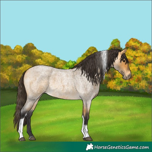 Horse Color:Buckskin Roan Tobiano 