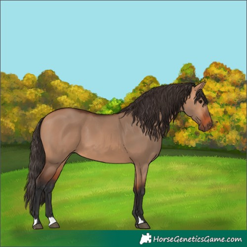 Horse Color:Bay Dun 