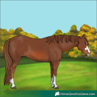 Horse Color:Chestnut 
