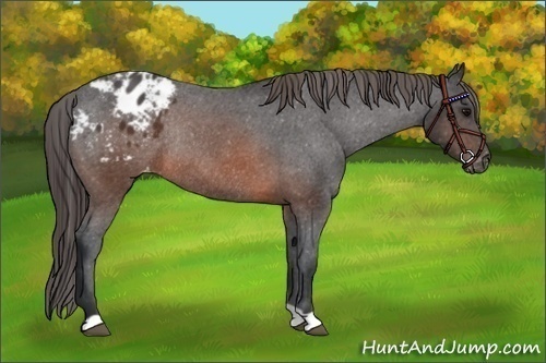 Horse Color:Brown Appaloosa Rabicano 