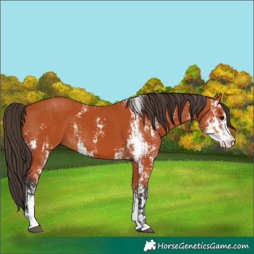 Horse Color:Bay Sabino  and Bay Sabino 