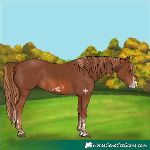Horse Color:Chestnut Splash Frame  and Chestnut Splash Frame 