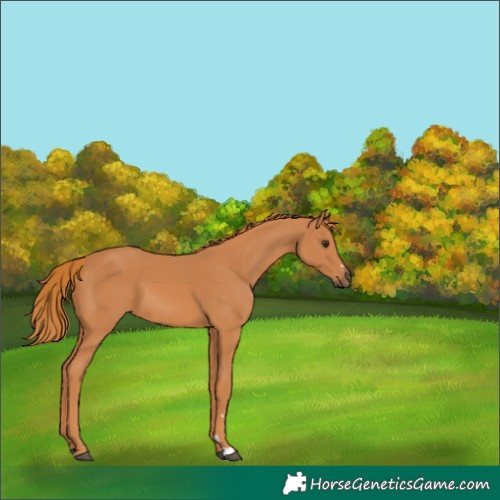 Horse Color:Chestnut 