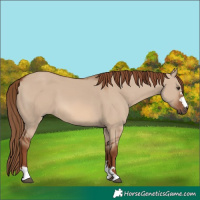 Horse Color:Red Dun 