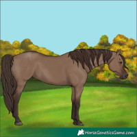 Horse Color:Liver Red Dun
