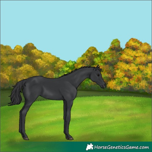 Horse Color:Black 