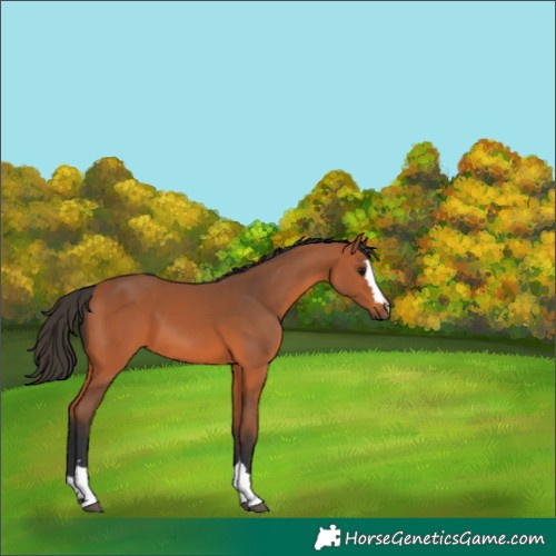 Horse Color:Bay 