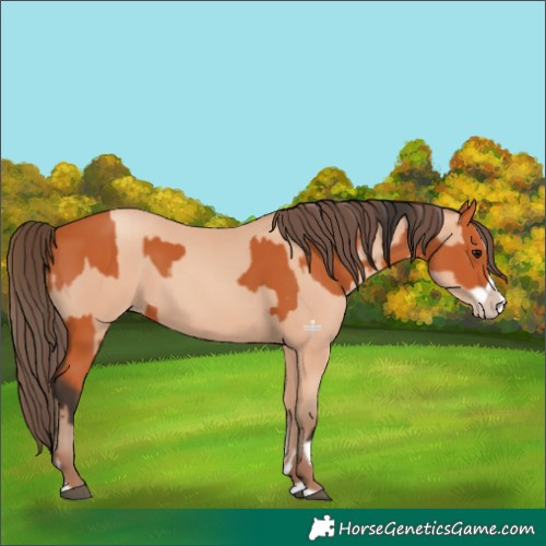 Horse Color:Bay Splash Frame  and Amber Champagne Splash Frame 