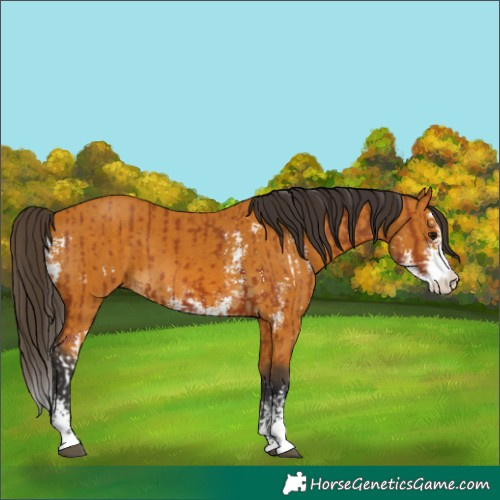 Horse Color:Bay Sabino and Buckskin Sabino