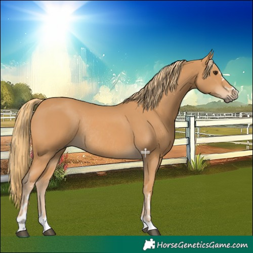 Horse Color:Chestnut Rabicano 
