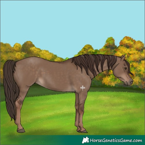 Horse Color:Liver Red Dun Rabicano 