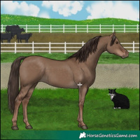 Horse Color:Liver Red Dun Rabicano 