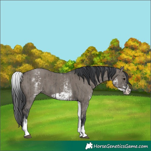 Horse Color:White Spotted Grullo Rabicano  and White Spotted Grullo Frame Rabicano 
