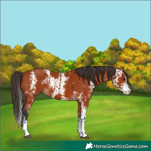 Horse Color:Bay Sabino  and Bay Sabino 