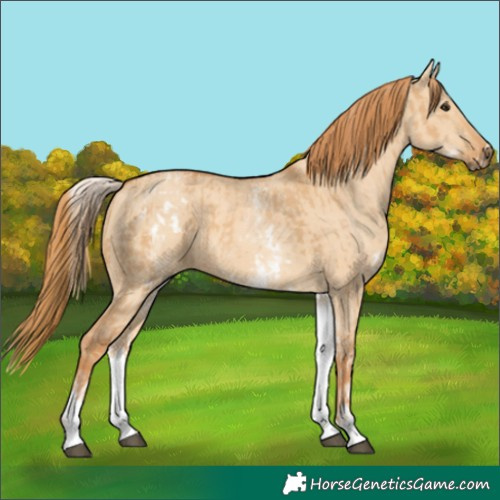 Horse Color:White Spotted Red Dun Rabicano and White Spotted Red Dun Rabicano