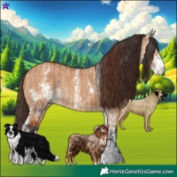 Horse Color:Bay Dun Sabino Rabicano  and Bay Dun Sabino Appaloosa Rabicano 