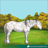 Horse Color:Amber Champagne Sabino Tobiano Appaloosa and Sable Champagne Sabino Tobiano Appaloosa