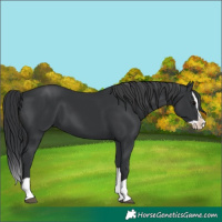 Horse Color:Black Splash 