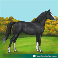Horse Color:Black Splash 