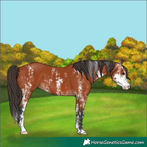 Horse Color:Bay Sabino  and Bay Sabino 