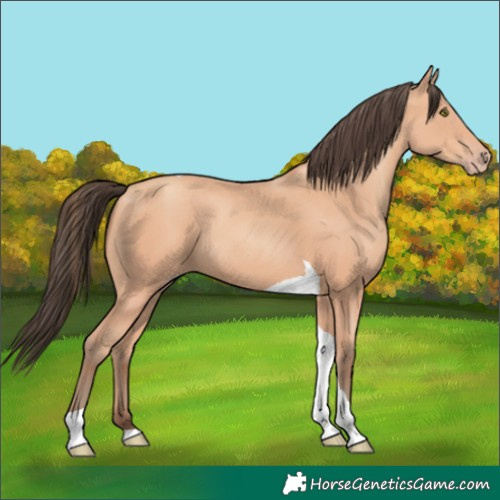 Horse Color:Amber Champagne Tobiano