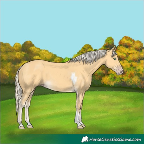 Horse Color:Gold Cream Champagne Tobiano 