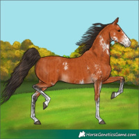 Horse Color:Bay Sabino  and Bay Sabino 