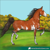 Horse Color:Bay Sabino  and Bay Sabino 