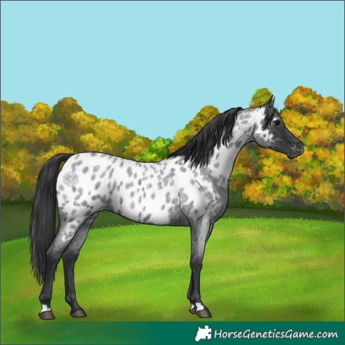 Horse Color:Blue Roan Near Leopard 