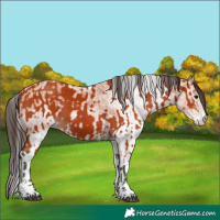 Horse Color:Bay Sabino and White Spotted Bay