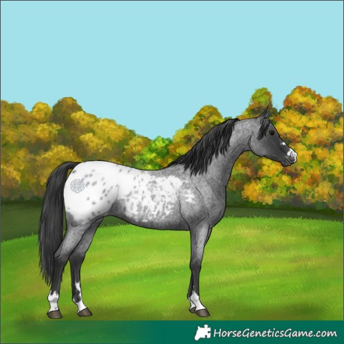 Horse Color:Blue Roan Appaloosa 