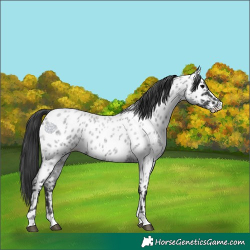 Horse Color:Blue Roan Appaloosa
