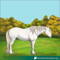 Horse Color:Perlino Roan Dun 