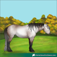 Horse Color:Gray Bay