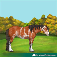 Horse Color:Bay Sabino  and Bay Sabino 