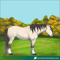 Horse Color:Buckskin Dun Splash 