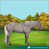 Horse Color:Silver Blue Roan 