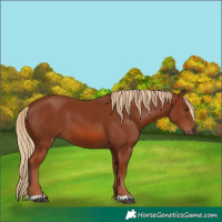 Horse Color:Chestnut 