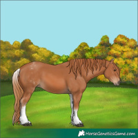 Horse Color:White Spotted Chestnut