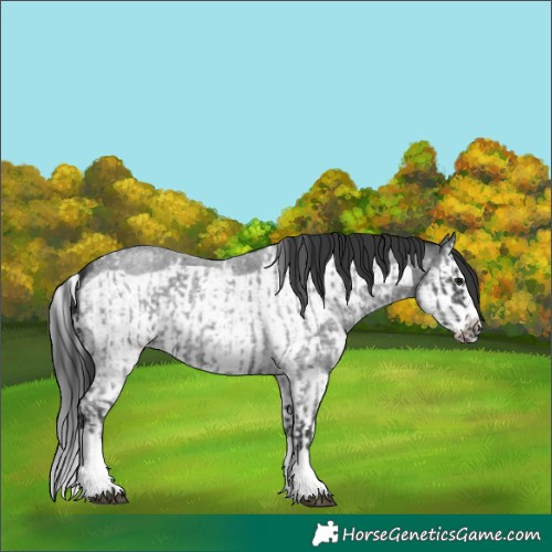 Horse Color:Blue Roan Sabino Splash  and Blue Roan Sabino Splash Frame 