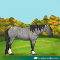 Horse Color:Grullo Roan Tobiano 