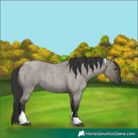 Horse Color:Grullo Roan Tobiano 
