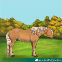 Horse Color:Palomino