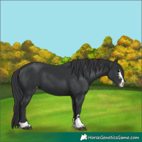 Horse Color:Black Appaloosa