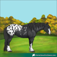 Horse Color:Black Appaloosa