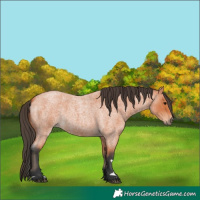 Horse Color:Bay Roan 