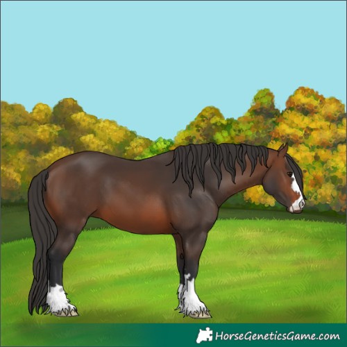 Horse Color:Brown 