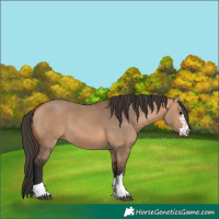 Horse Color:Bay Dun